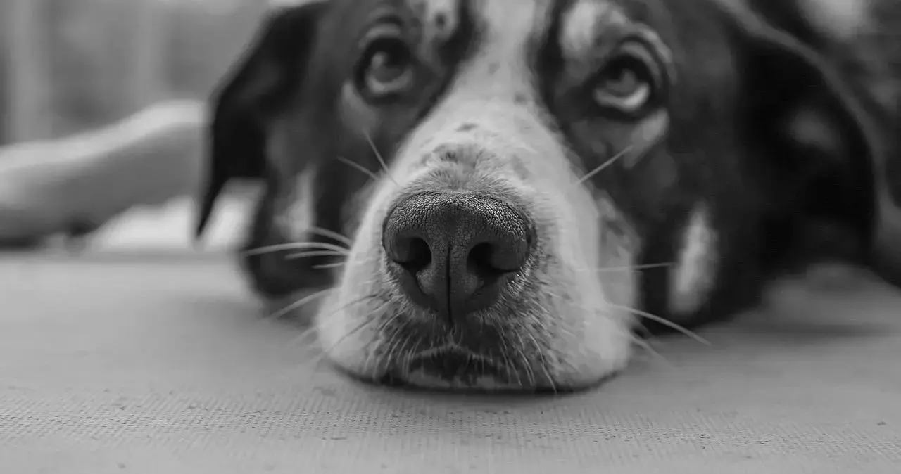 【西檬之家】K9犬系是什么？字母圈新人科普指南